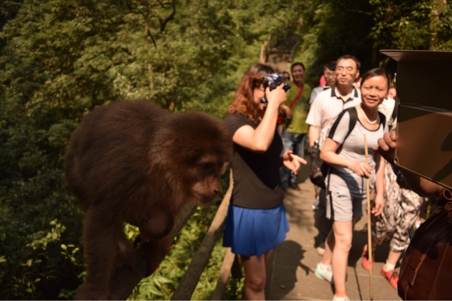 Macaque monkey (left), Chinese Tourists (right)